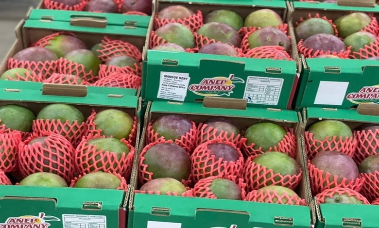 Mangue sénégalaise : les exportations vers l&rsquo;Europe explosent